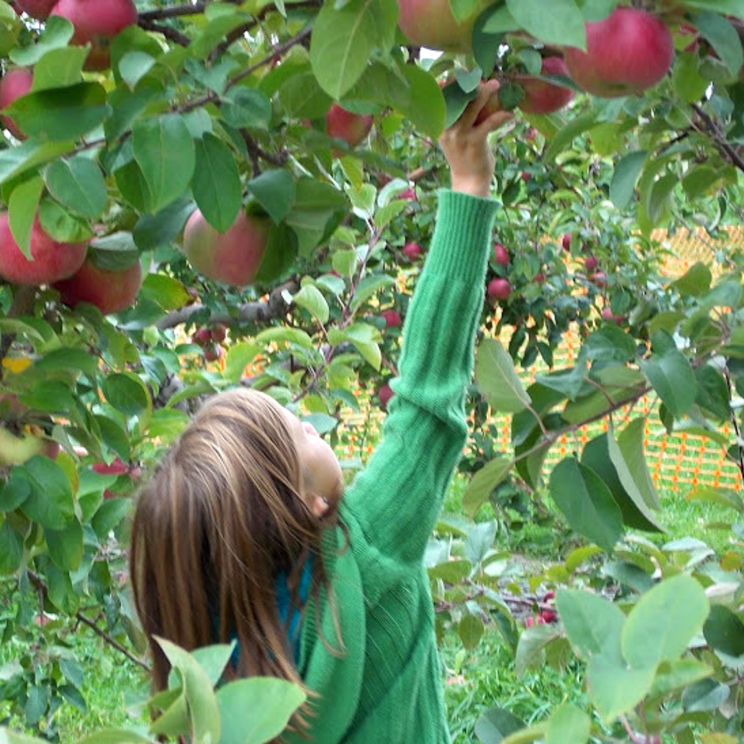apples picking Whispering Pines Lodge VT